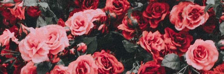 BridgetMcCaff's profile banner image