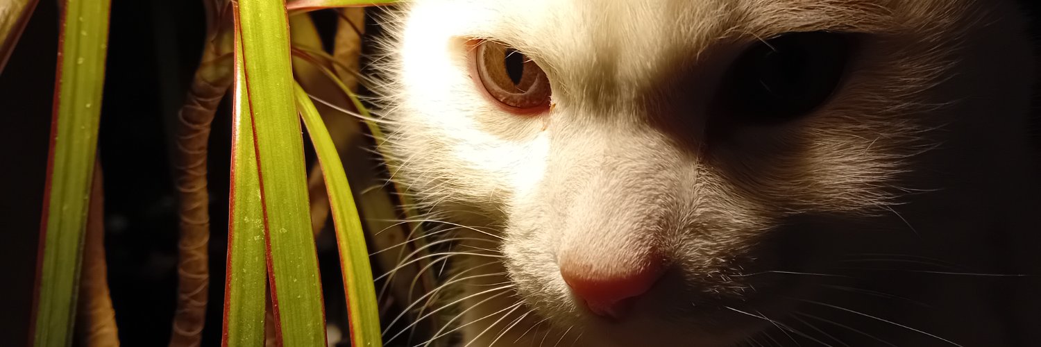 Vmesqui's profile banner image