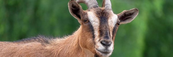 joshpearson180 Profile Banner