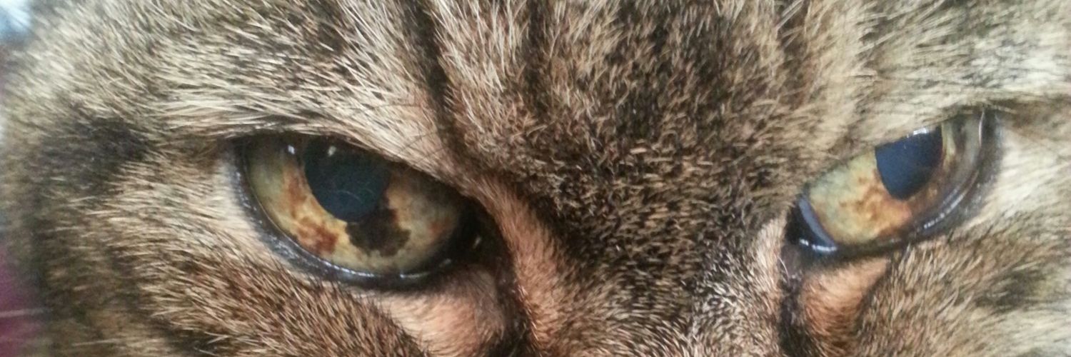 ChRonronez's profile banner image