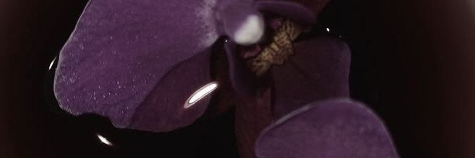 F banner