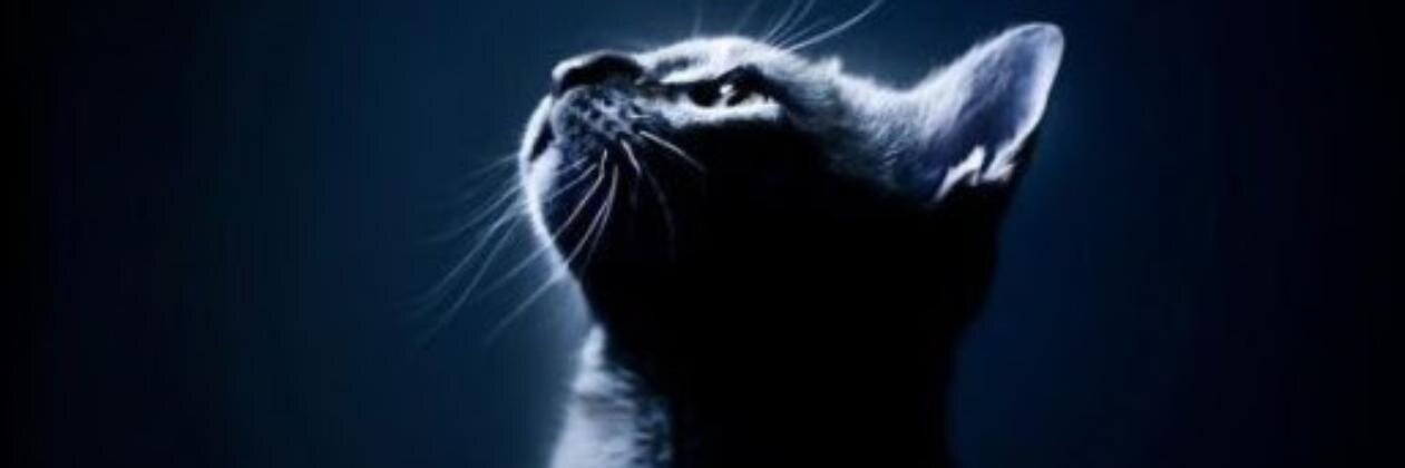 Brandy Evans banner