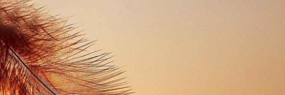 إبراهيم المحمد اللحيدان banner