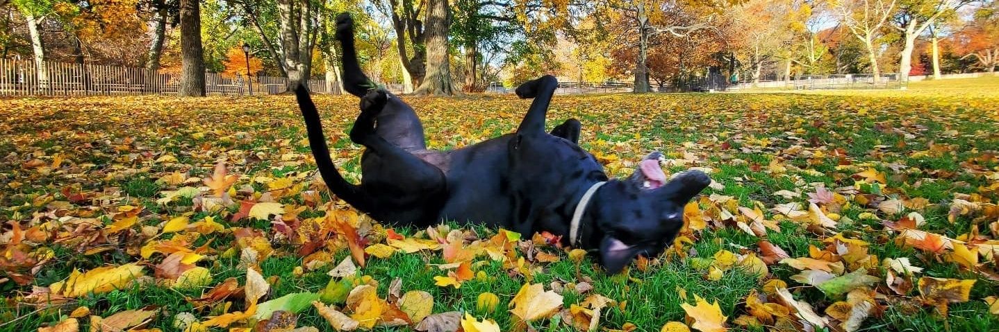 hucklefaery's profile banner image