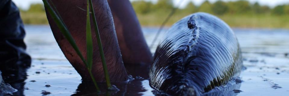 DynamiteBaits banner