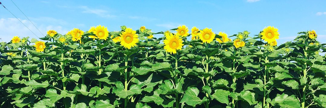 mmiller829's profile banner image