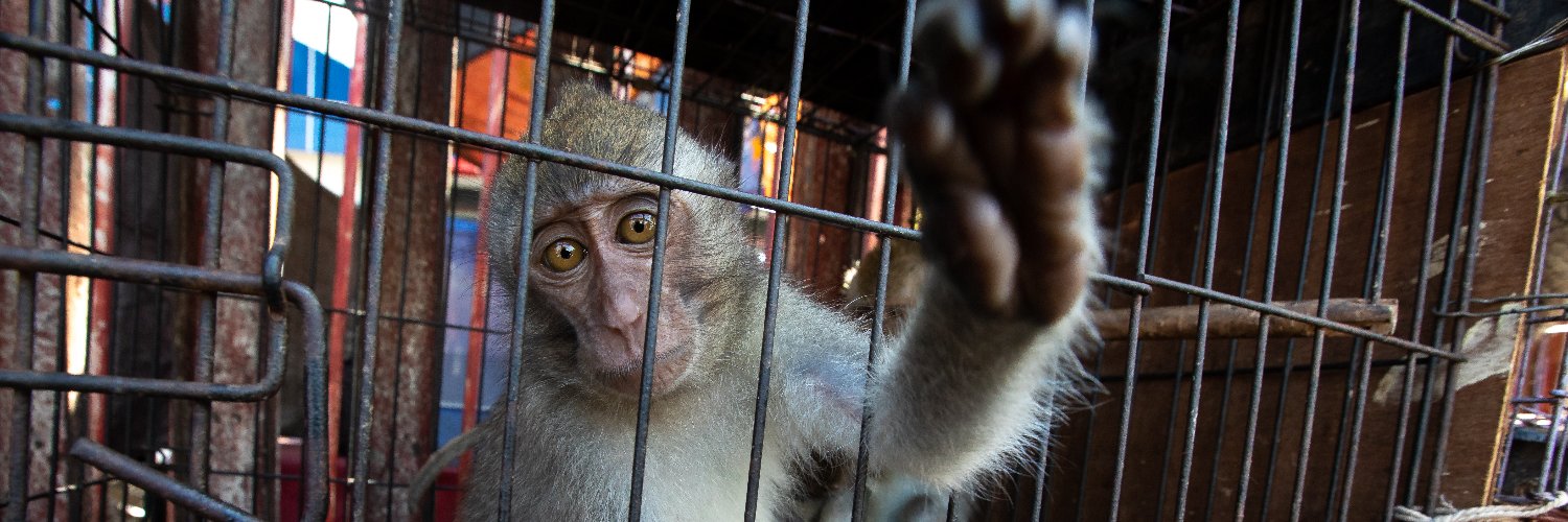 World Animal Protection ANZ banner