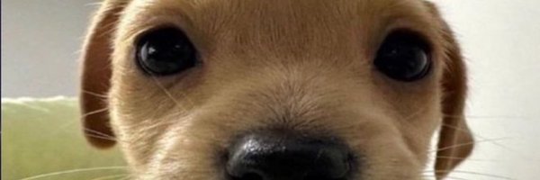 xibarito Profile Banner