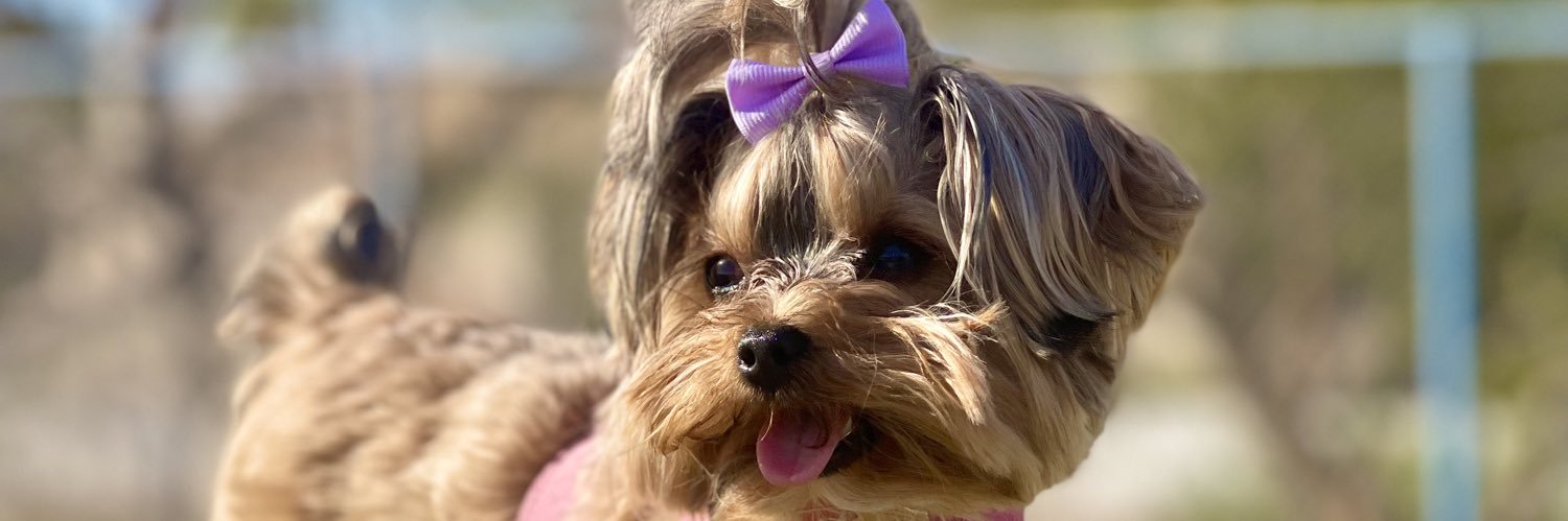 Chloe Spilotro banner