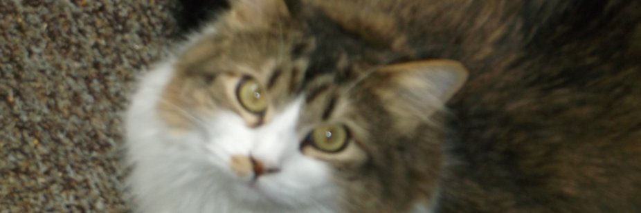 PurpleKevin® 11:11✄ banner
