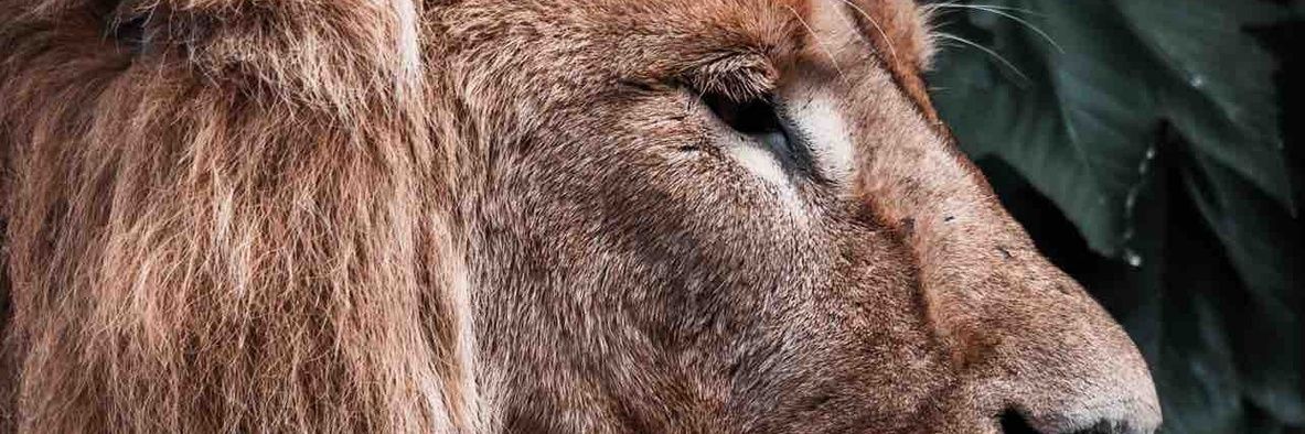 lexcori's profile banner image