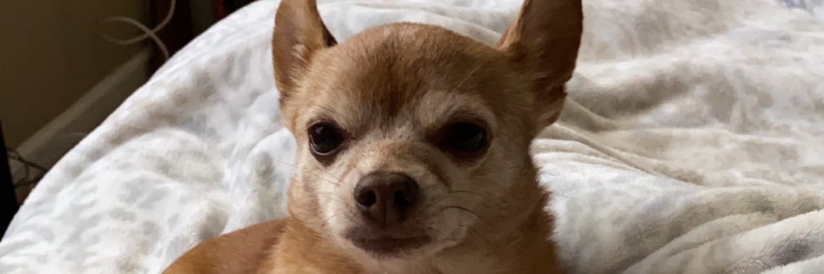 AlisonChenoweth's profile banner image