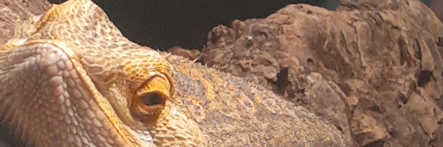 MikeGodDamnedS's profile banner image