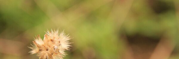 parithosh_j Profile Banner