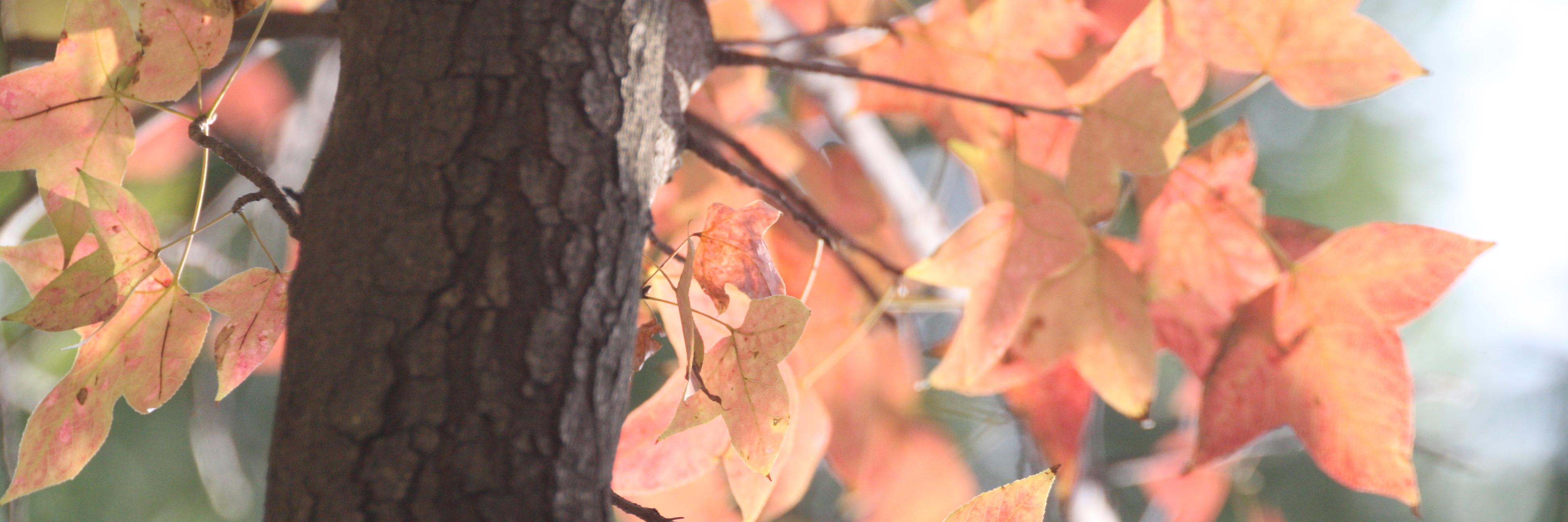 yuutetsu_0618's profile banner image