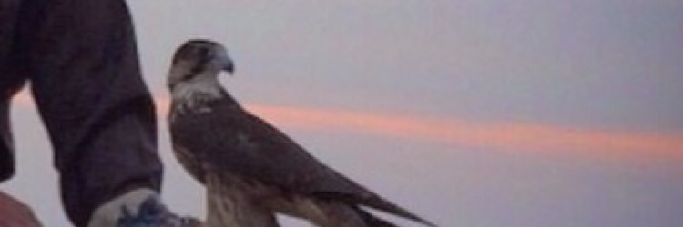 5aledals's profile banner image