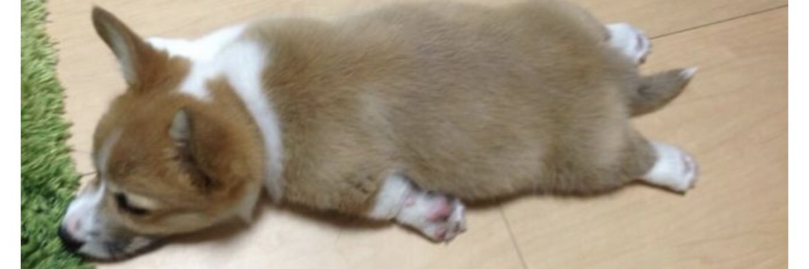 ちょびと陸遜と凛太郎と朱凛 banner