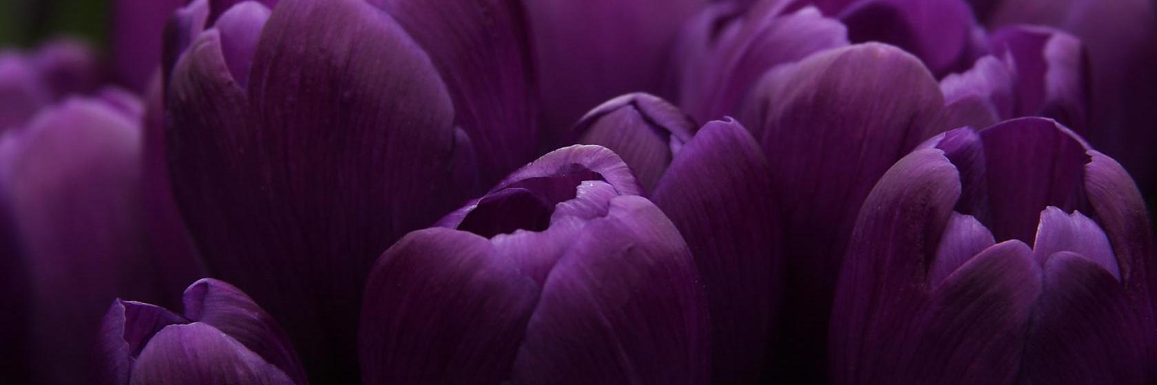_267977092157's profile banner image