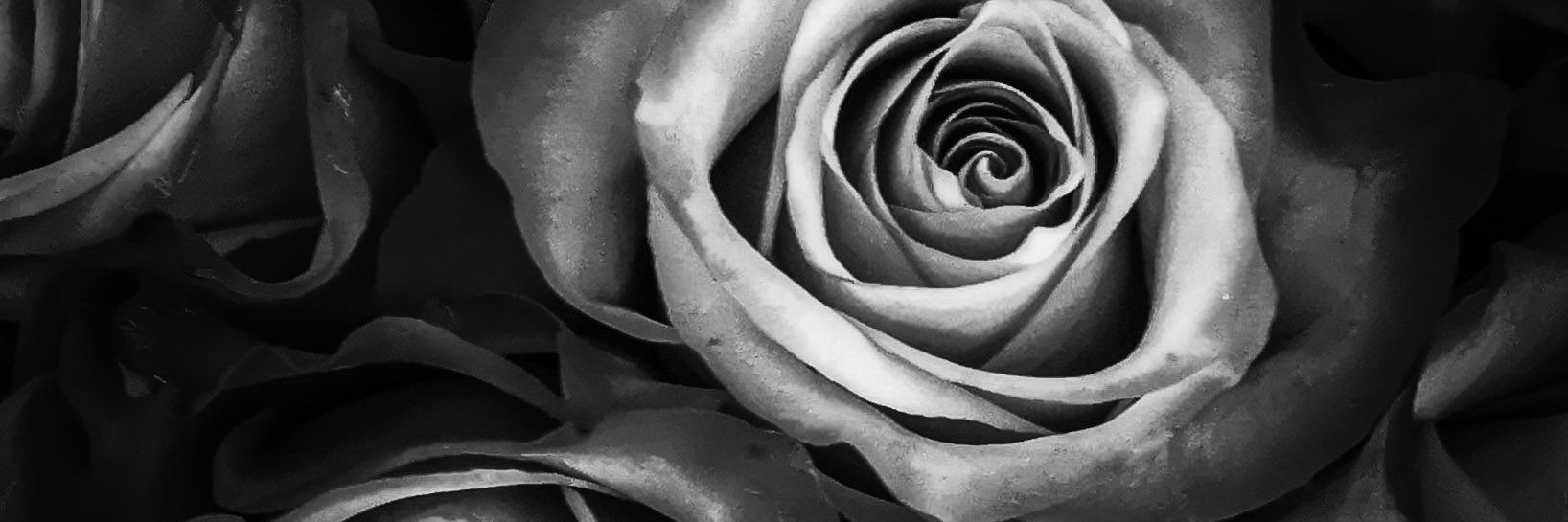 sophymonster's profile banner image