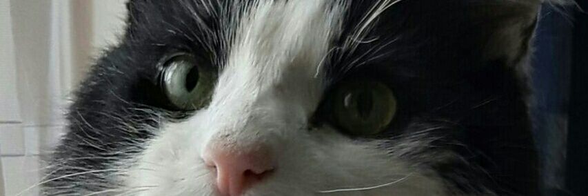 BornishSarah's profile banner image