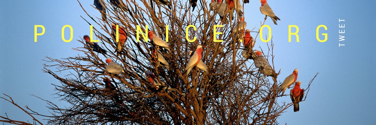 Polinice banner