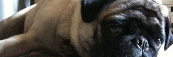 ButtercupD Profile Banner