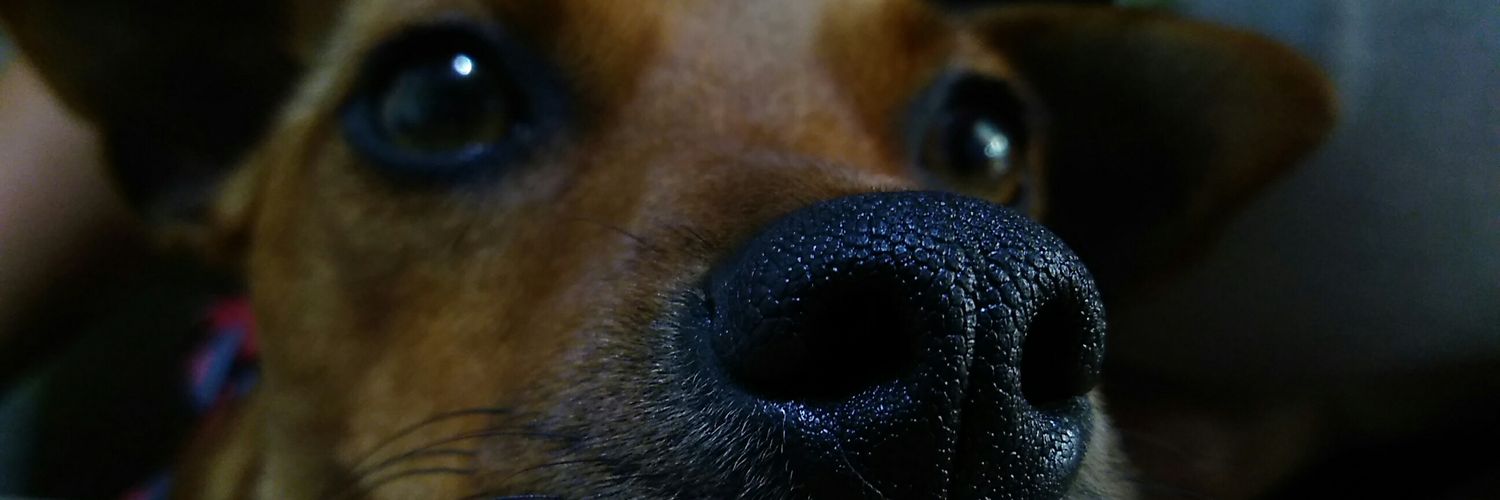 AndrPeruchi's profile banner image