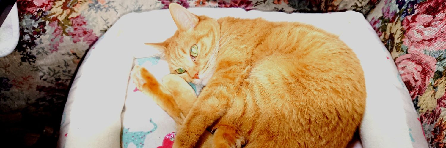 kitty_miyan's profile banner image