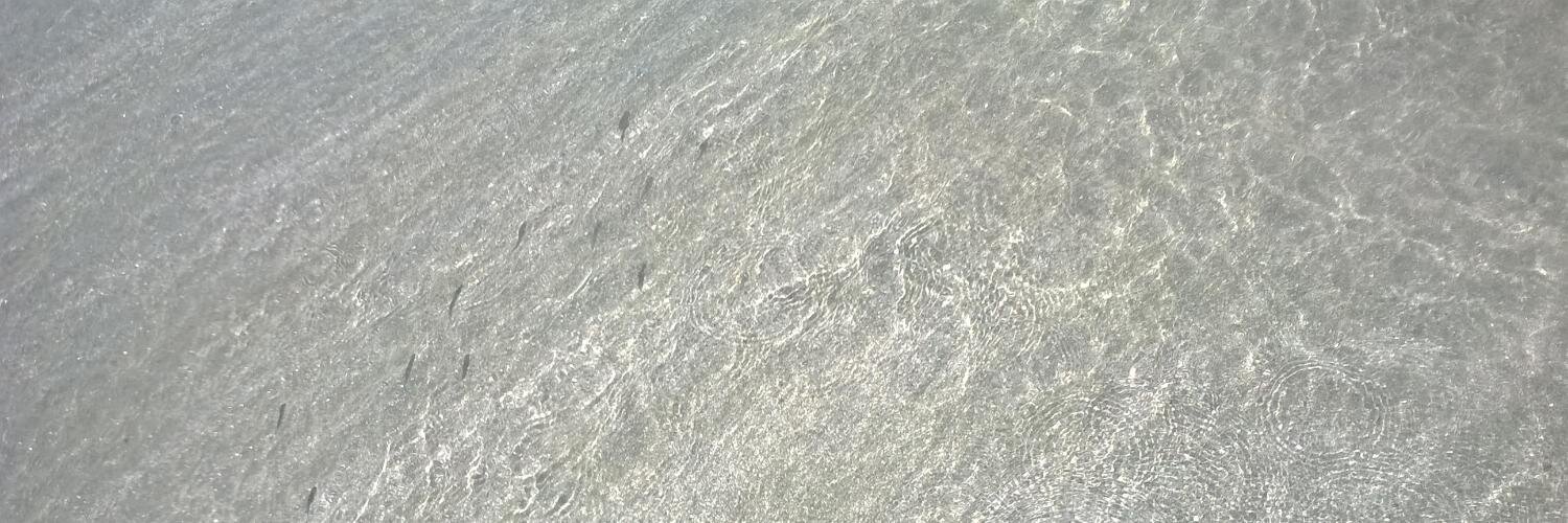 apequenaeva's profile banner image
