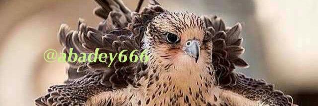 abadey666's profile banner image