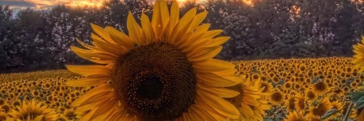 KYnic_'s profile banner image