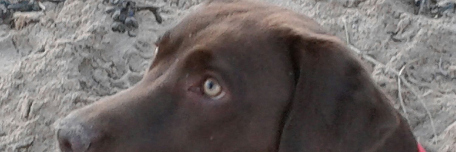 carolac66's profile banner image