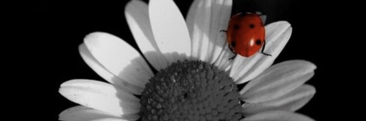 SaraJimenez9596's profile banner image