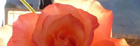 RosaCapot_'s profile banner image