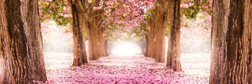 Clara Martín banner