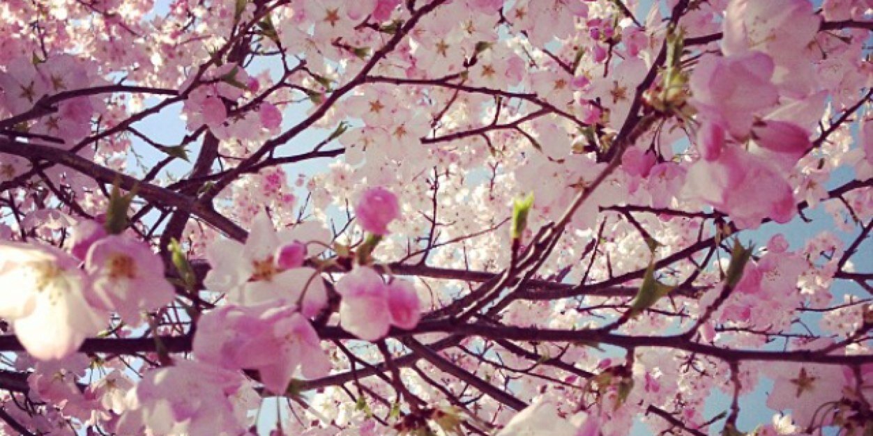 Corina_light's profile banner image