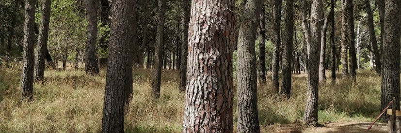 Rocio__Cabrera's profile banner image