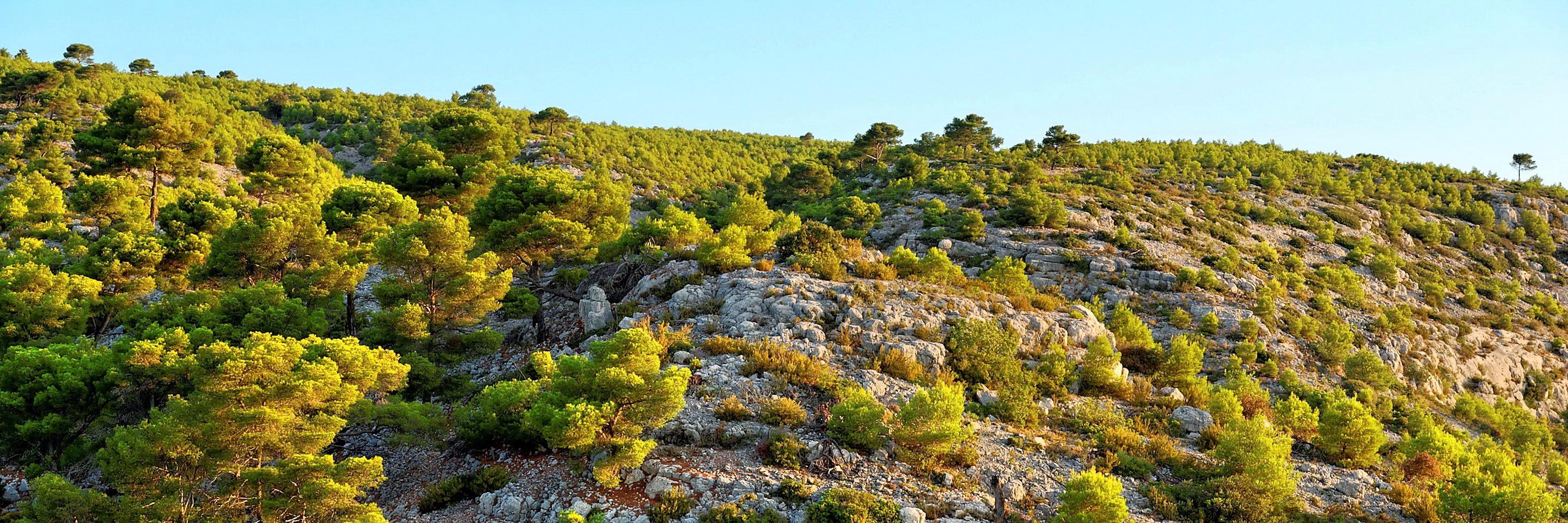 Faustine Vincent banner