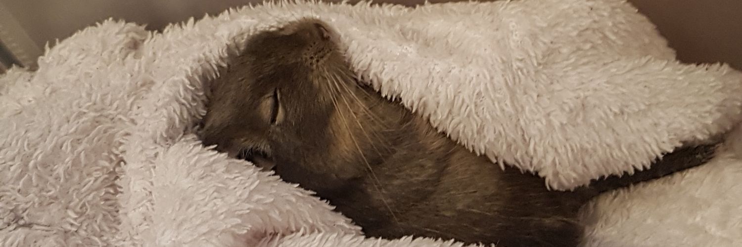 Etel 🐭 banner