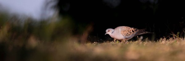 andrefarrar Profile Banner