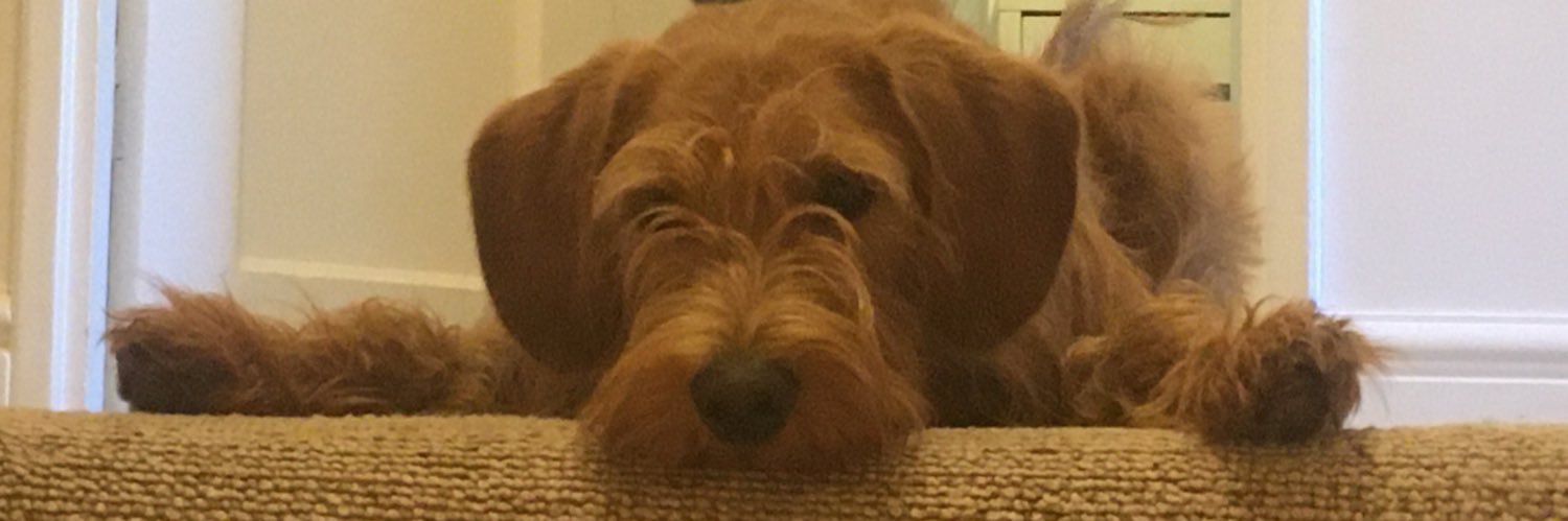 Jon Deeks FMedSci banner