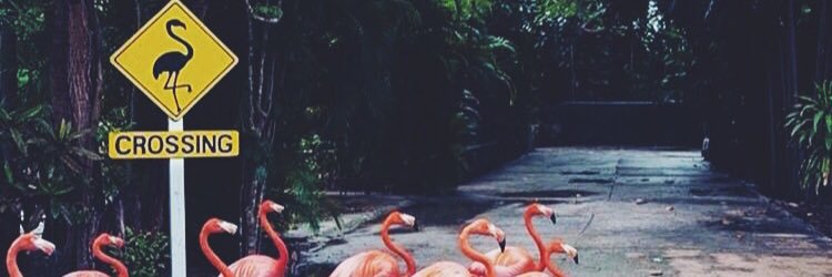 Cris. banner