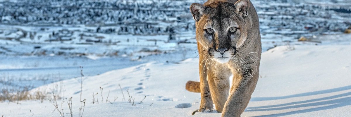 Sarahmccleskey's profile banner image