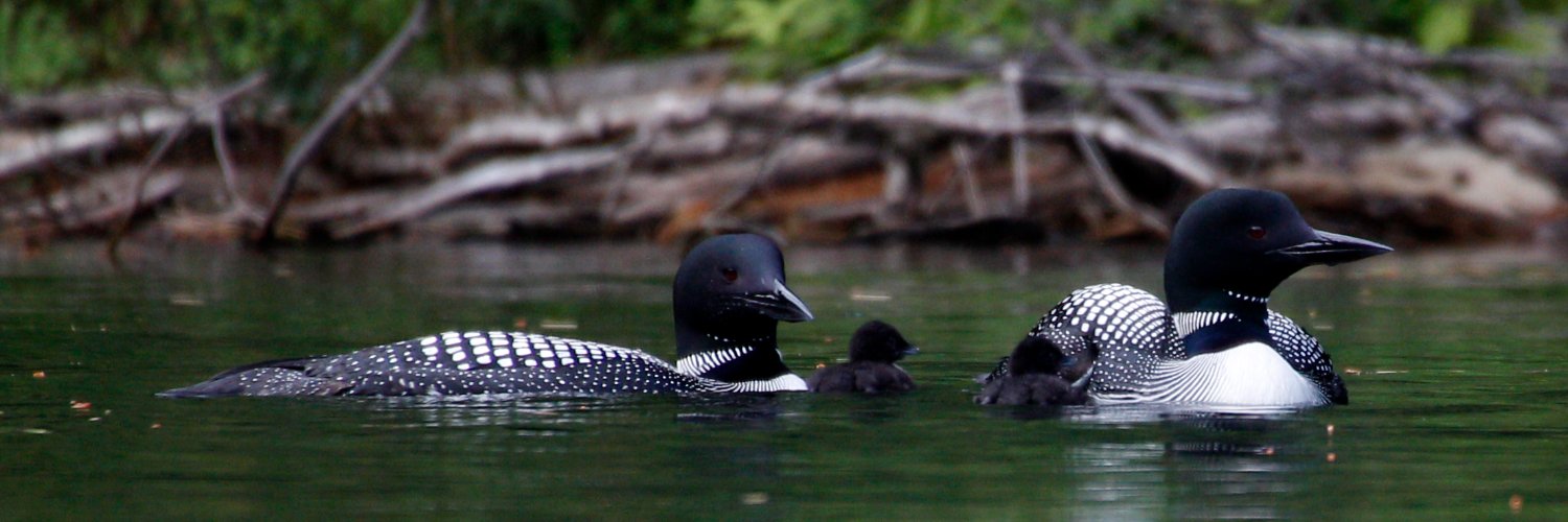Adirondack Center for Loon Conservation banner