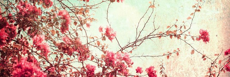 luarimon's profile banner image