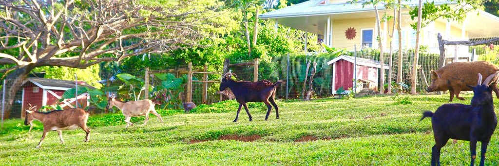 Leilani Farm Sanctuary of Maui Ⓥ banner