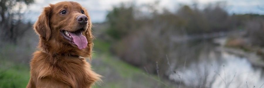 ExpeditionTommy's profile banner image