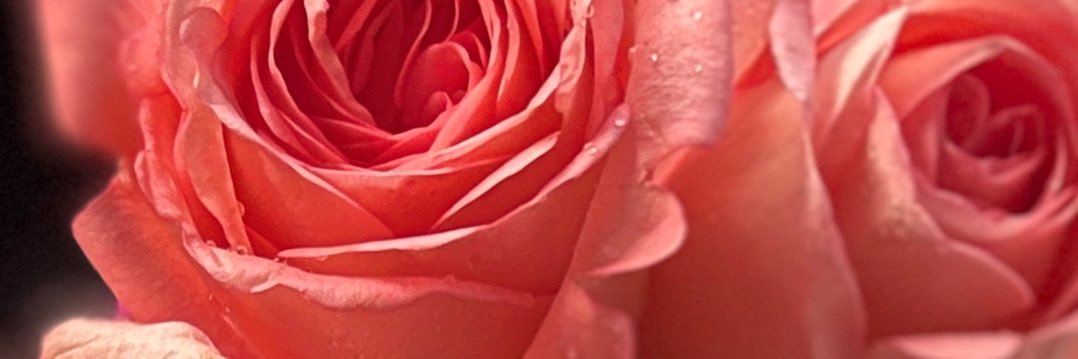 PAOLA✨ banner