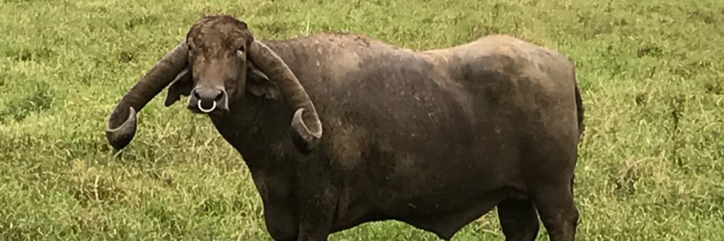 Luis Felipe Alvarado banner