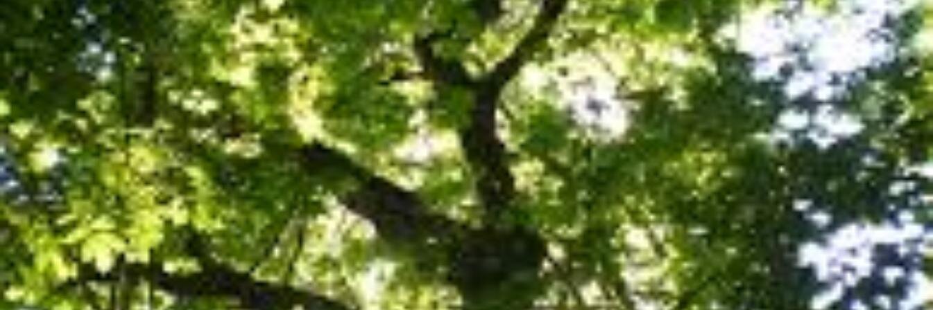 drdianehoward's profile banner image